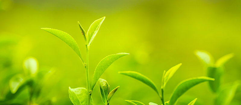 OKAYTI茶園 ダージリン紅茶